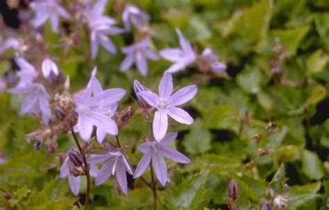 Kombinierte Glockenblumenpflanze Campanula Poscharskyana Blauranke