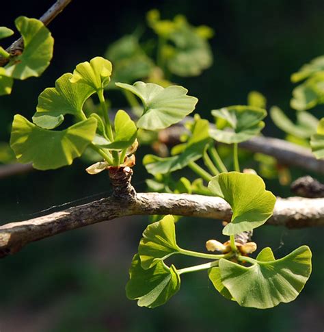 Chapter Gymnosperms And Angiosperms Flashcards Quizlet