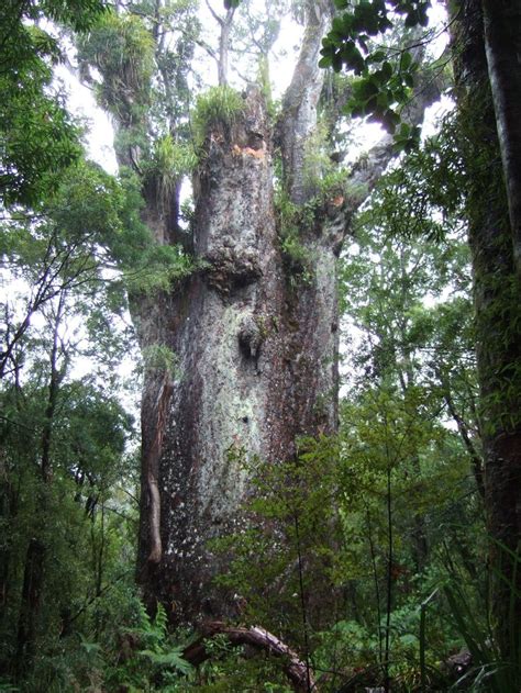 Te Matua Ngahere Is A Giant Kauri Coniferous Tree In The Waipoua Forest