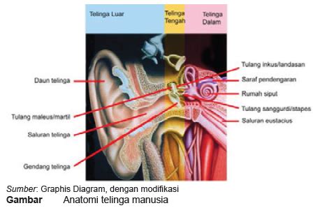 Struktur dan Fungsi Bagian Pada Telinga - MaoliOka