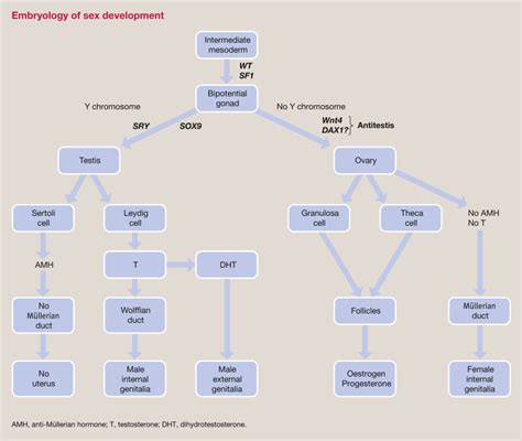 Disorders Of Sex Development Surgery Oxford International Edition