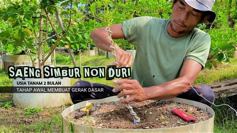 Tahap Awal Membuat Gerak Dasar Bonsai Saeng Simbur Tanpa Duri Youtube