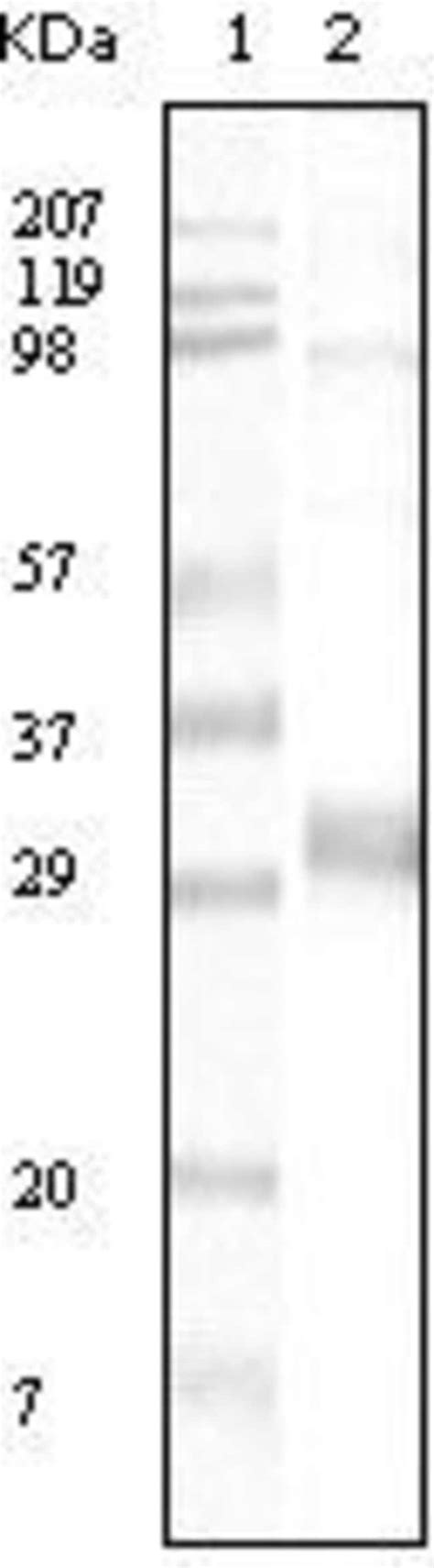 Neomycin Phosphotransferase II Monoclonal Antibody 4B4D1 Invitrogen