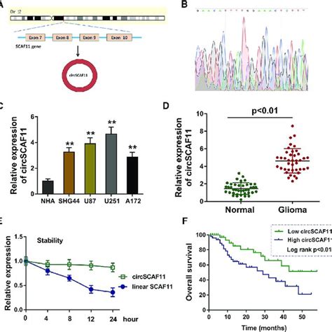 Circscaf11 Is Upregulated In The Glioma Tissue And Cells A Circscaf11