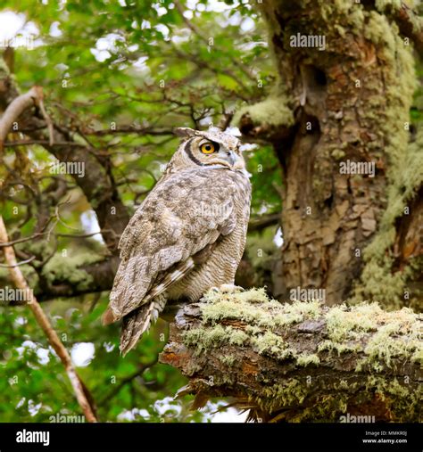 Lesser Horned Owl Also Called Magellanic Horned Owl Bubo Magellanicus