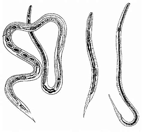 Strongyloides Stercoralis Male Vs Female