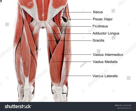 Gracilis Muscle Stock Photos and Pictures - 8,312 Images | Shutterstock