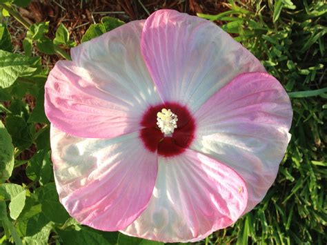 Hardy Luna Hibiscus Hibiscus Plants Garden