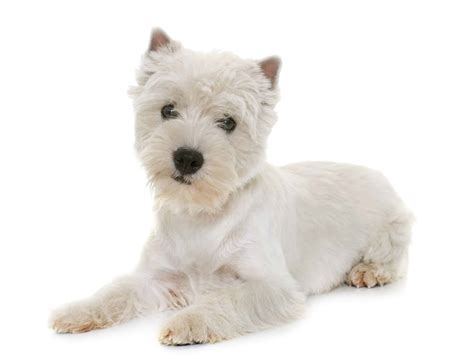 West Highland Terrier Puppies For Sale • Adopt Your Puppy Today ...