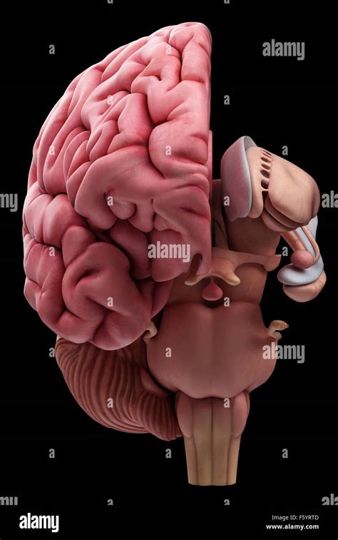 Hippocampus Brain Anatomy Hi Res Stock Photography And Images Alamy