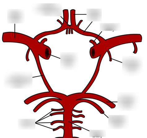 Circle Of Willis Diagram Quizlet