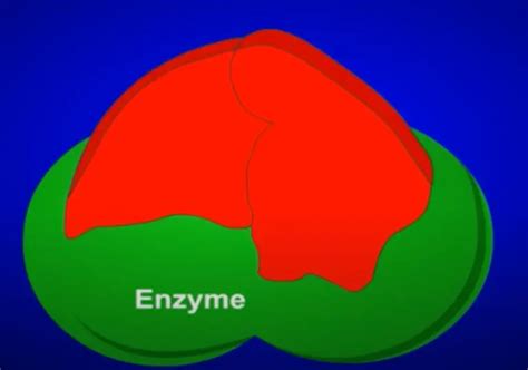How Enzymes Work - Enzyme Magic 