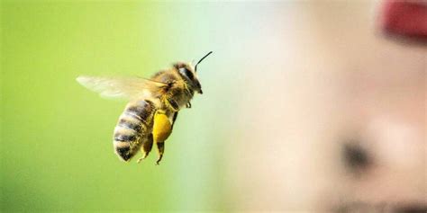 Pollen Les Deux Tiers Des D Partements En Alerte Rouge