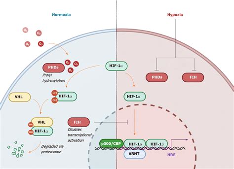 Hypoxia And Its Impact On The Tumour Microenvironment Of