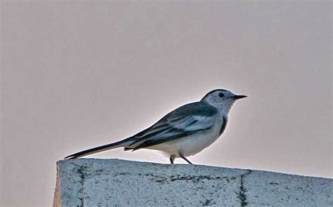 White Wagtail Retireediary