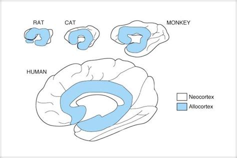 Scoarţa Cerebrală Din Punct De Vedere Filogenetic şi Structural