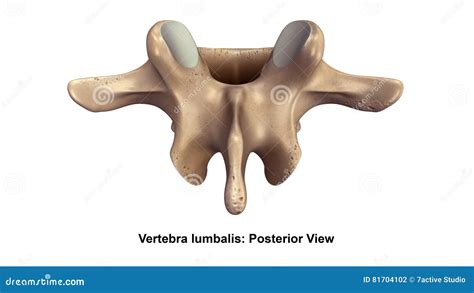 Vertebra Lumbalis Lateral View Royalty Free Stock Photography