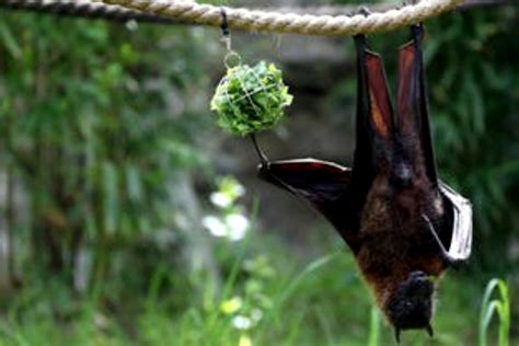 Virus Nipah Cara Penularan Gejala Dan Cara Mengantisipasinya