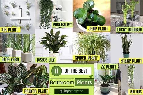 D Cor Idea Of The Best Plants For Your Bathroom