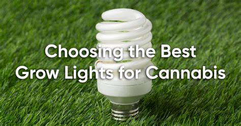 How to Choose the Best Cannabis Grow Lights – Hey abby