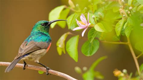 Trochilidae Wallpapers - Top Free Trochilidae Backgrounds - WallpaperAccess