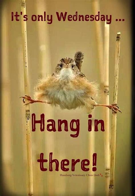 Hang In There Quotes Funny - ShortQuotes.cc