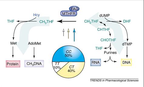 Figure 2 From Biological And Clinical Implications Of The MTHFR C677T