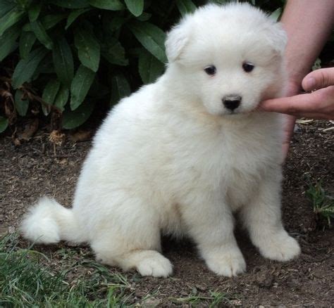 Samoyed Info, Temperament, Lifespan, Puppies, Pictures