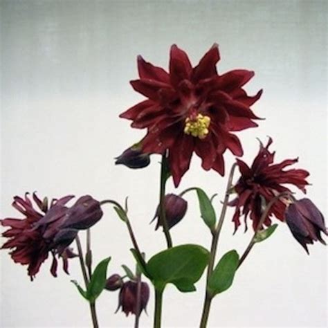 Bordeaux Barlow Columbine Aquilegia Vulgaris Plena The Fully Double