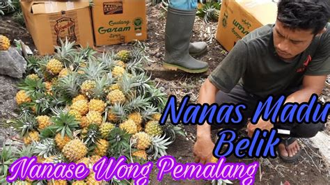 Sentra Nanas Madu Belik Pemalang Pineapple Youtube