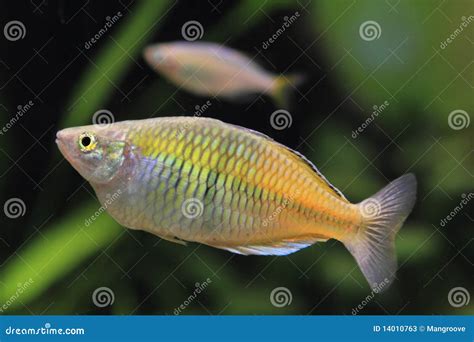 Boesemani Rainbow Fish Female