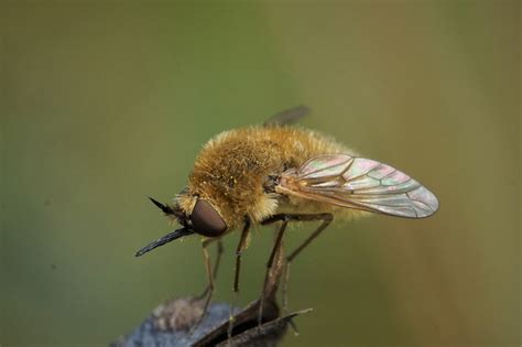 Wild Side: Fuzzy fly mystery - The Martha's Vineyard Times