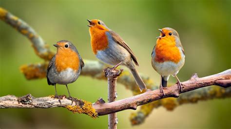 Nature Sounds Forest Bird Sounds The Soothing Sounds Of Birds