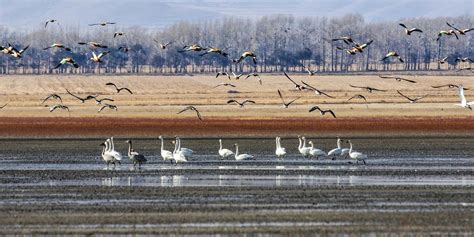 Chinas First Wetland Protection Law Aims To Save Fragile Ecosystem