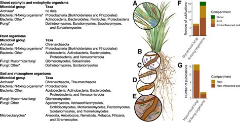 The Switchgrass Microbiome A Review Of Structure Function And