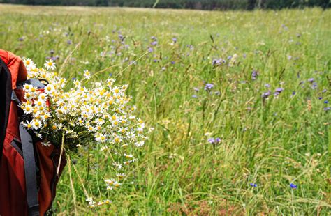 S Chsischer Wandertag In Grimma Entdeckertour Baumwege Baumwege