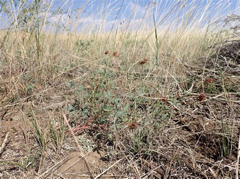 Dalea Candida White Prairie Clover White Prairie Clover Flickr