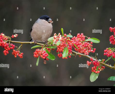 Female Bullfinch Fauna Hi Res Stock Photography And Images Alamy