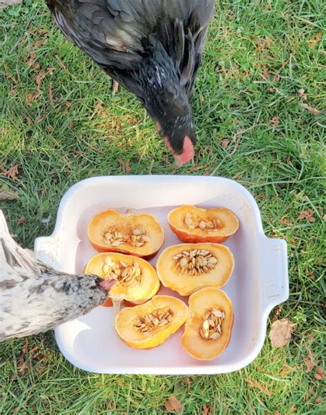 Pumpkin Treats For Chickens Fresh Eggs Daily With Lisa Steele