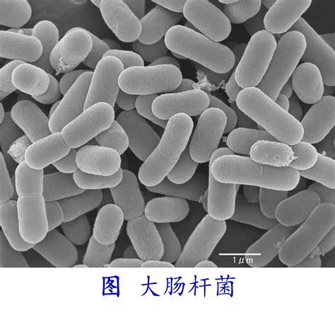 科学网—环境微生物之细菌 王从彦的博文