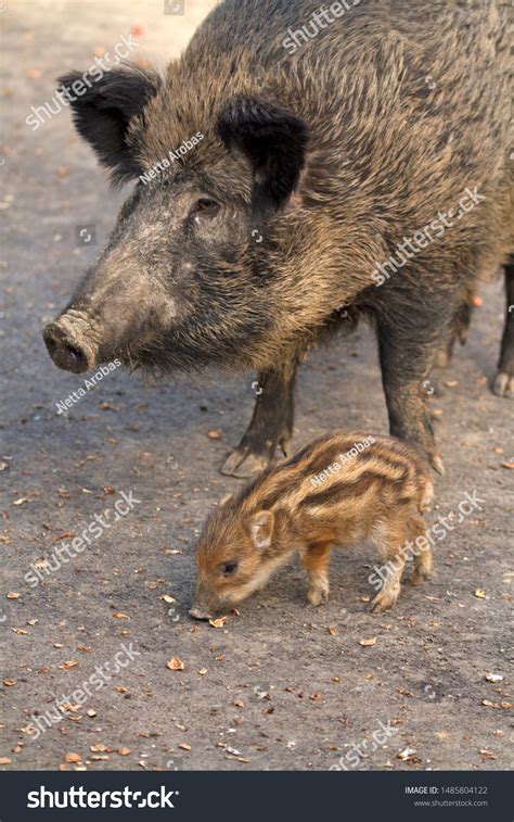 Baby Wild Boar Mom Stock Photo 1485804122 | Shutterstock