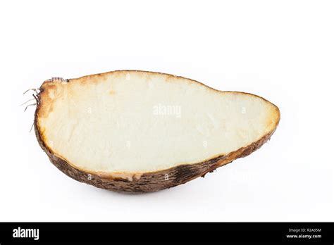 Yam Root Dioscorea Alata Hi Res Stock Photography And Images Alamy