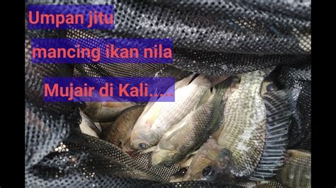 Rugi Gak Nonton Umpan Jitu Ikan Nila Mujair YouTube