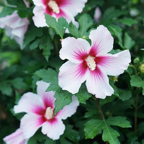 PARAPLU PINK INK Rose Of Sharon Order Online