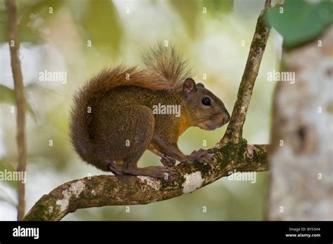 Red Tailed Eichhörnchen Sciurus Granatensis Auf Nahrungssuche Im