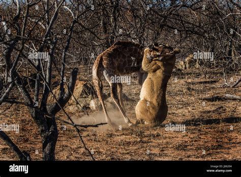 BALULE Game Reserve HOEDSPRUIT SUDÁFRICA increíbles fotografías de