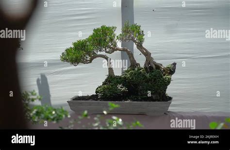 Buxus tree Stock Videos & Footage - HD and 4K Video Clips - Alamy