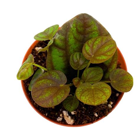 Peperomia Peppermill 2 Inch Pixie Pep Etsy