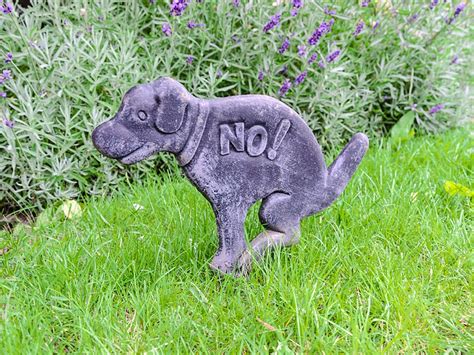 Cuantas Veces Al Dia Debe Hacer Caca Un Perro