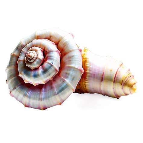 Download Conch Shell Spiral Png Ypd